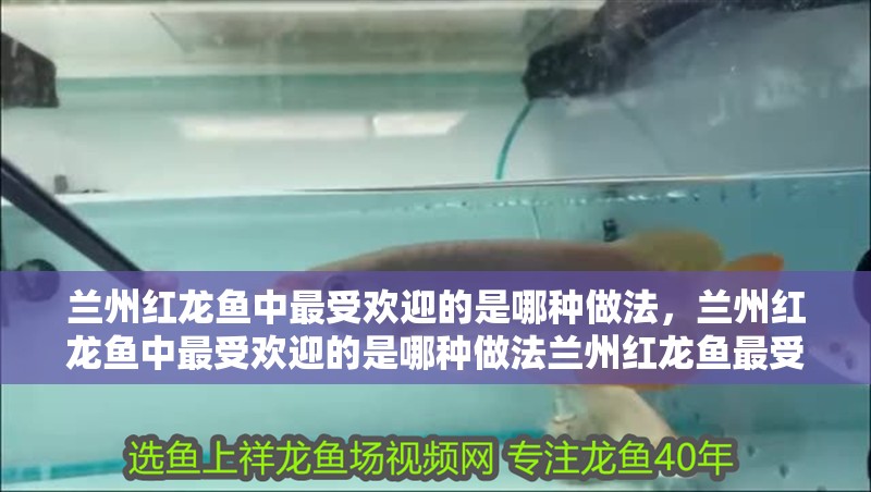 蘭州紅龍魚中最受歡迎的是哪種做法，蘭州紅龍魚中最受歡迎的是哪種做法蘭州紅龍魚最受歡迎