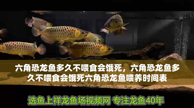 六角恐龍魚多久不喂食會餓死，六角恐龍魚多久不喂食會餓死六角恐龍魚喂養時間表