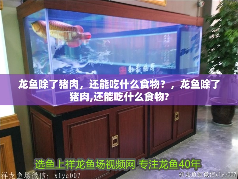龍魚除了豬肉，還能吃什么食物？，龍魚除了豬肉,還能吃什么食物?
