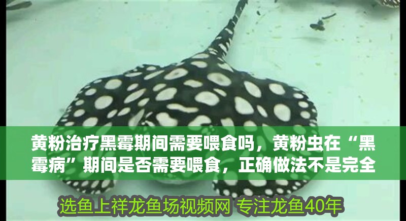 黃粉治療黑霉期間需要喂食嗎，黃粉蟲在“黑霉病”期間是否需要喂食，正確做法不是完全停食