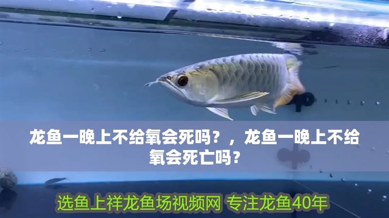 龍魚一晚上不給氧會死嗎？，龍魚一晚上不給氧會死亡嗎？