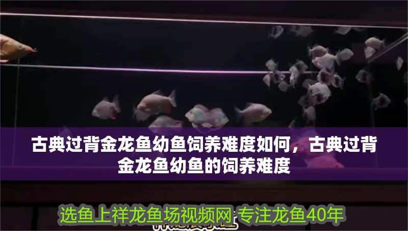 古典過背金龍魚幼魚飼養(yǎng)難度如何，古典過背金龍魚幼魚的飼養(yǎng)難度