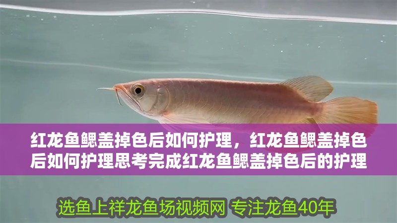 紅龍魚鰓蓋掉色后如何護理，紅龍魚鰓蓋掉色后如何護理思考完成紅龍魚鰓蓋掉色后的護理方法