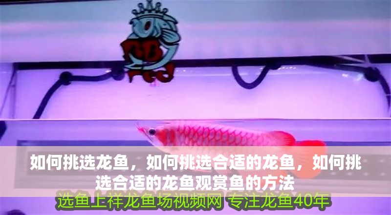 如何挑選龍魚，如何挑選合適的龍魚，如何挑選合適的龍魚觀賞魚的方法