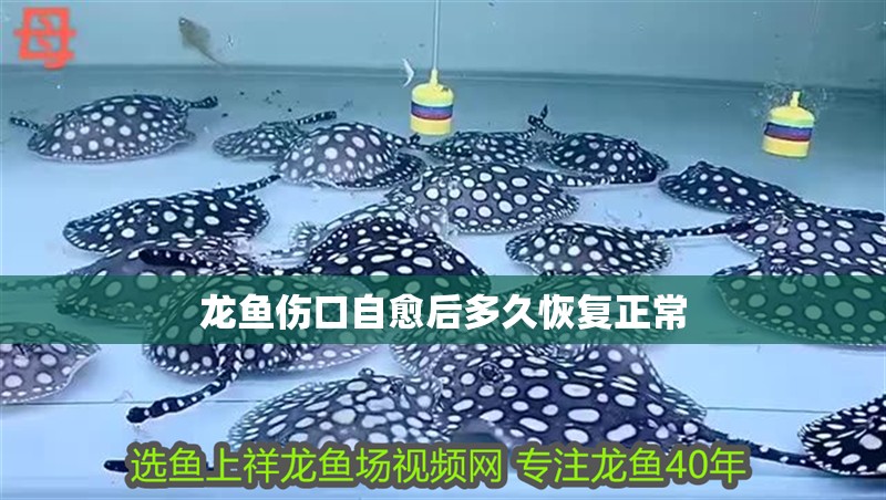 龍魚傷口自愈后多久恢復正常