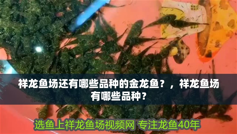 祥龍魚場還有哪些品種的金龍魚？，祥龍魚場有哪些品種？