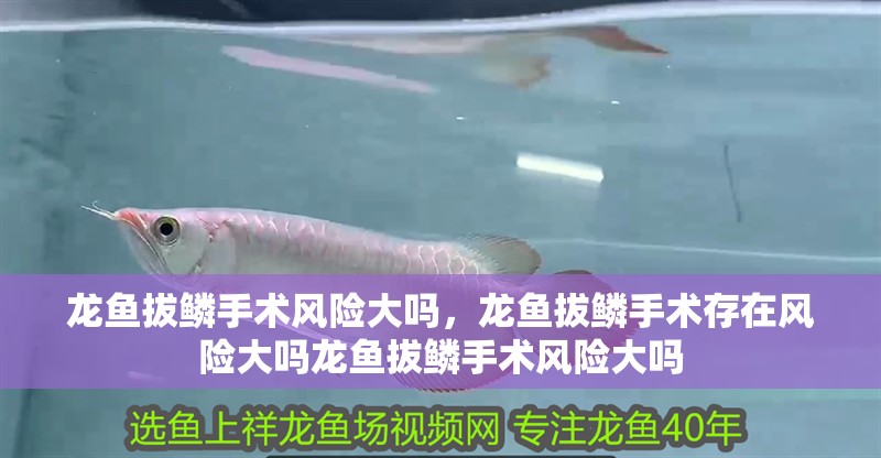 龍魚拔鱗手術(shù)風(fēng)險大嗎，龍魚拔鱗手術(shù)存在風(fēng)險大嗎龍魚拔鱗手術(shù)風(fēng)險大嗎