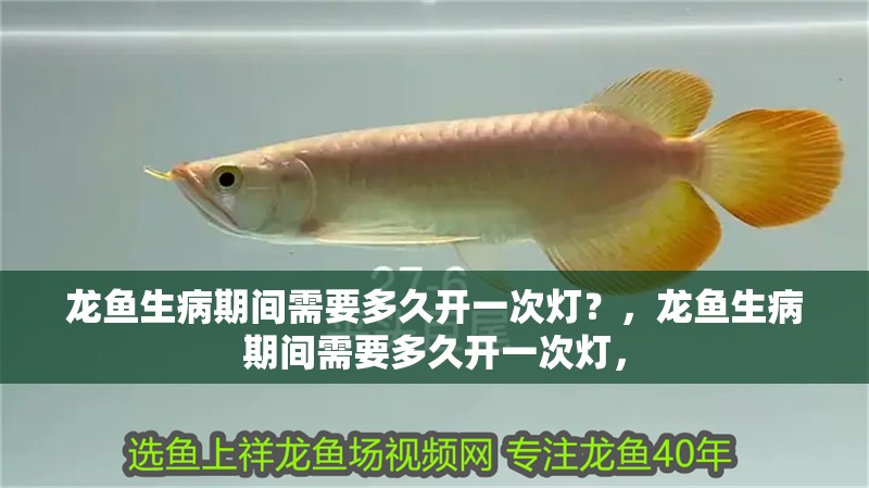 龍魚生病期間需要多久開一次燈？，龍魚生病期間需要多久開一次燈，