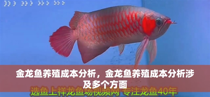 金龍魚養殖成本分析，金龍魚養殖成本分析涉及多個方面