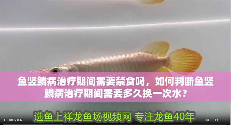 魚(yú)豎鱗病治療期間需要禁食嗎，如何判斷魚(yú)豎鱗病治療期間需要多久換一次水？