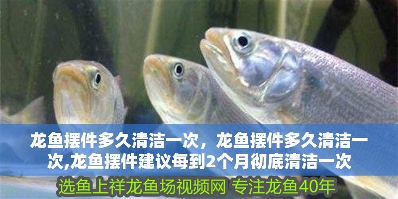 龍魚(yú)擺件多久清潔一次，龍魚(yú)擺件多久清潔一次,龍魚(yú)擺件建議每到2個(gè)月徹底清潔一次