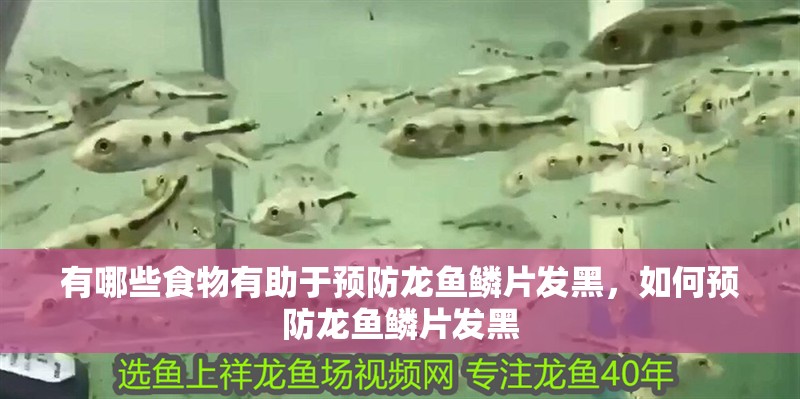 有哪些食物有助于預(yù)防龍魚鱗片發(fā)黑，如何預(yù)防龍魚鱗片發(fā)黑