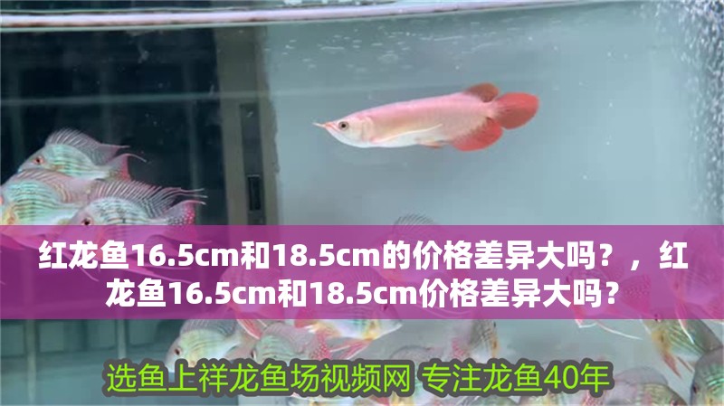 紅龍魚(yú)16.5cm和18.5cm的價(jià)格差異大嗎？，紅龍魚(yú)16.5cm和18.5cm價(jià)格差異大嗎？
