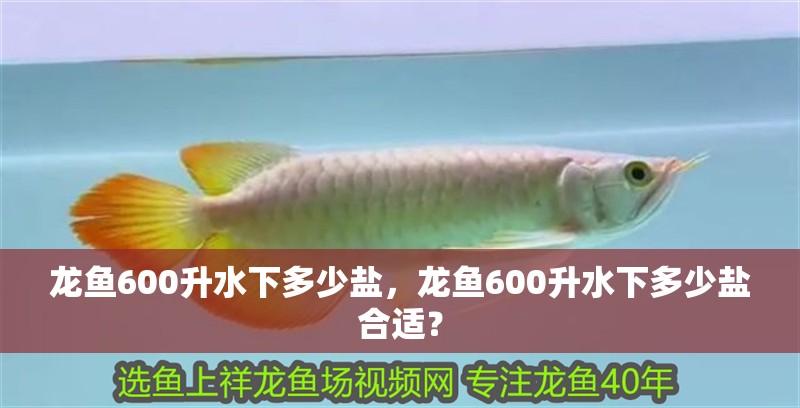 龍魚600升水下多少鹽，龍魚600升水下多少鹽合適？