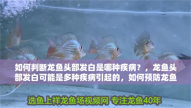 如何判斷龍魚頭部發白是哪種疾病？，龍魚頭部發白可能是多種疾病引起的，如何預防龍魚頭部發白