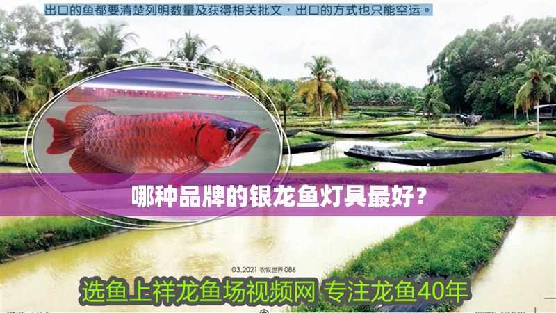哪種品牌的銀龍魚燈具最好？