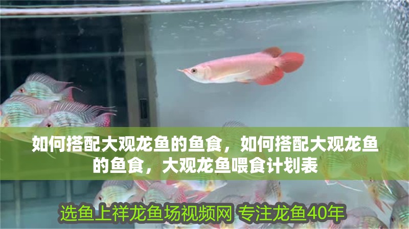 如何搭配大觀龍魚的魚食，如何搭配大觀龍魚的魚食，大觀龍魚喂食計(jì)劃表