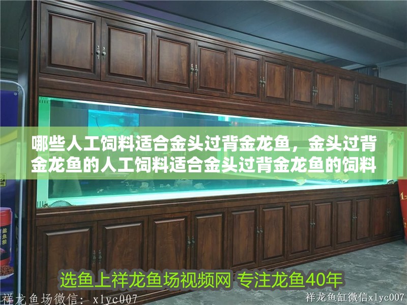 哪些人工飼料適合金頭過背金龍魚，金頭過背金龍魚的人工飼料適合金頭過背金龍魚的飼料