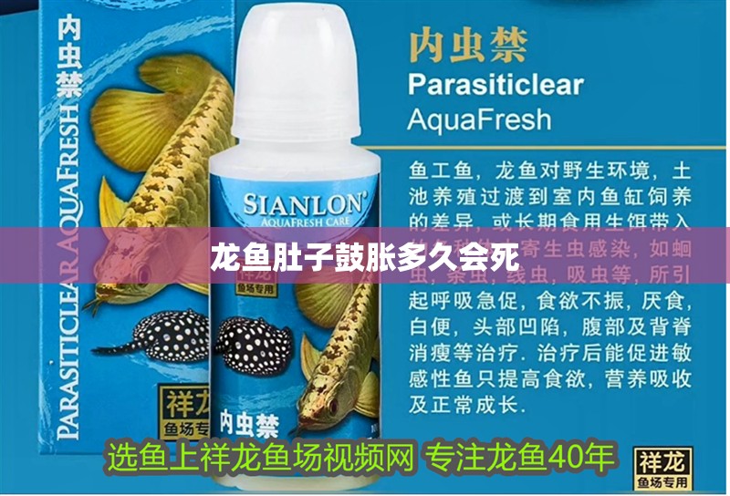 龍魚肚子鼓脹多久會死