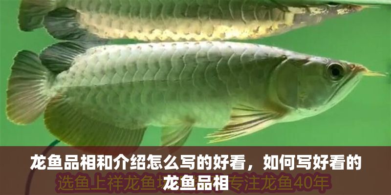 龍魚品相和介紹怎么寫的好看，如何寫好看的龍魚品相