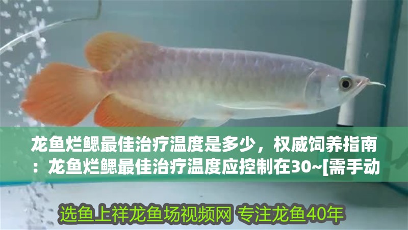 龍魚(yú)爛鰓最佳治療溫度是多少，權(quán)威飼養(yǎng)指南：龍魚(yú)爛鰓最佳治療溫度應(yīng)控制在30~[需手動(dòng)填充]