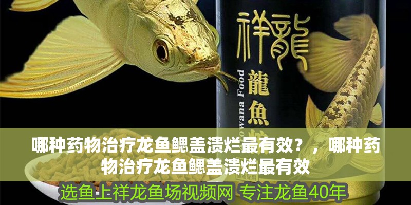哪種藥物治療龍魚鰓蓋潰爛最有效？，哪種藥物治療龍魚鰓蓋潰爛最有效