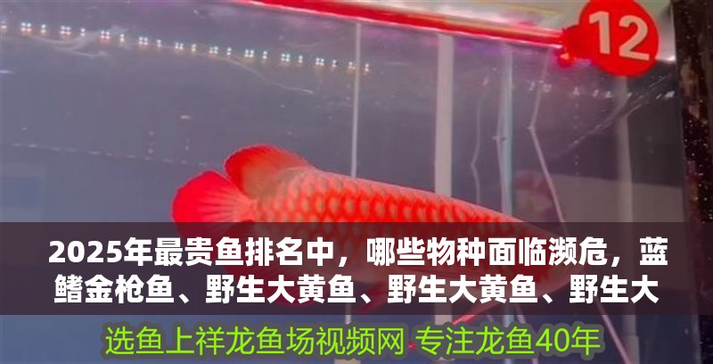 2025年最貴魚排名中，哪些物種面臨瀕危，藍(lán)鰭金槍魚、野生大黃魚、野生大黃魚、野生大黃魚