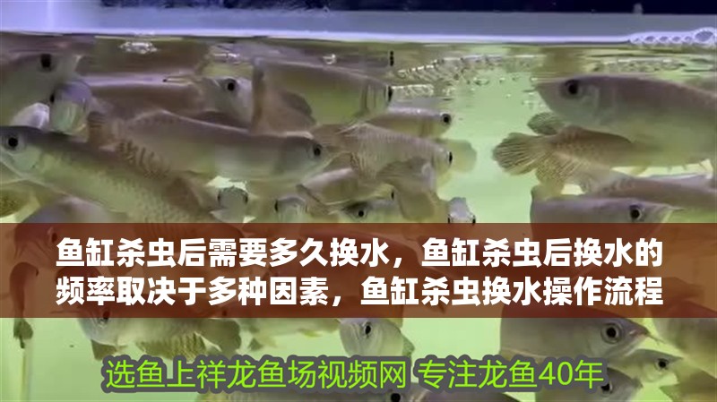 魚缸殺蟲后需要多久換水，魚缸殺蟲后換水的頻率取決于多種因素，魚缸殺蟲換水操作流程表