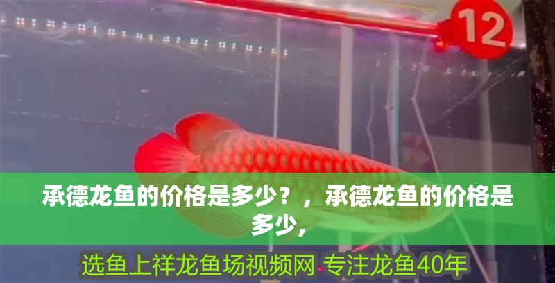 承德龍魚的價(jià)格是多少？，承德龍魚的價(jià)格是多少,