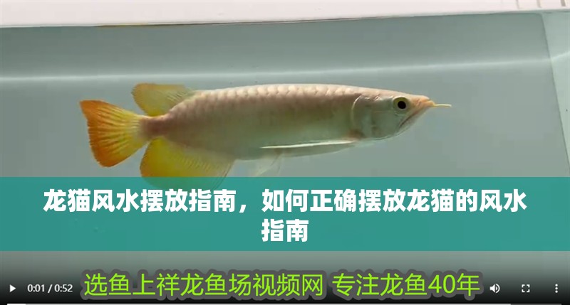 龍貓風水擺放指南，如何正確擺放龍貓的風水指南