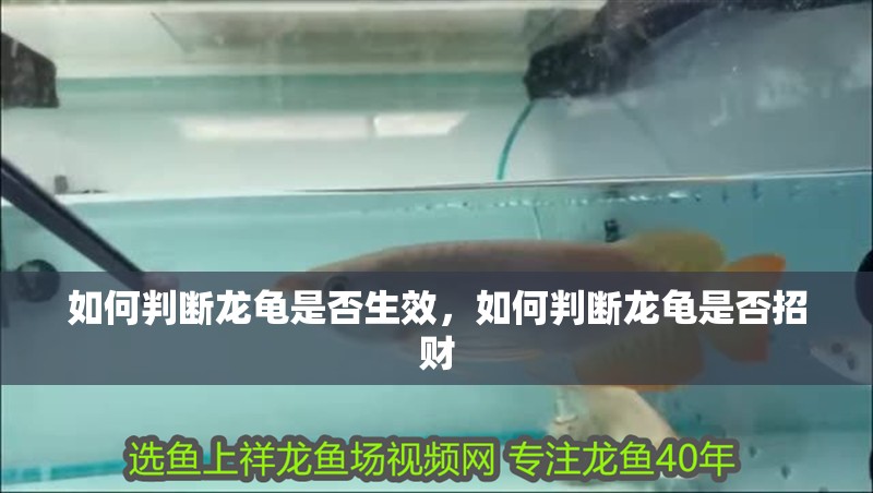 如何判斷龍龜是否生效，如何判斷龍龜是否招財(cái)