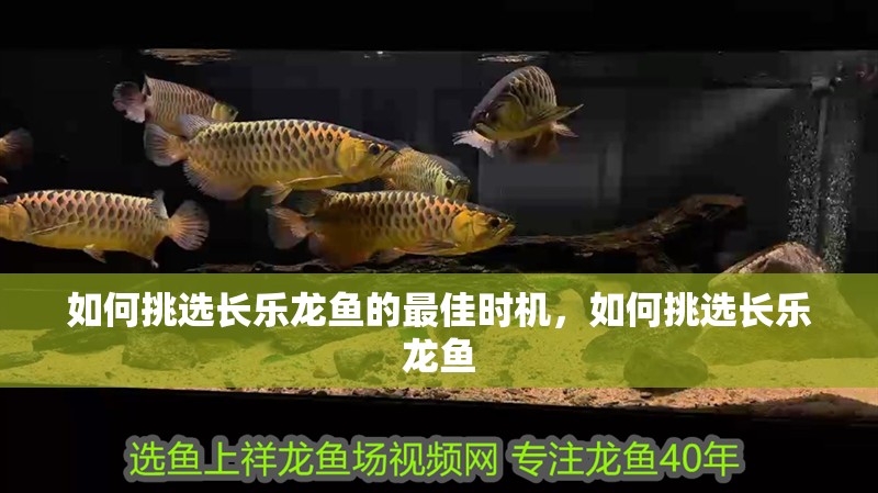 如何挑選長(zhǎng)樂(lè)龍魚的最佳時(shí)機(jī)，如何挑選長(zhǎng)樂(lè)龍魚