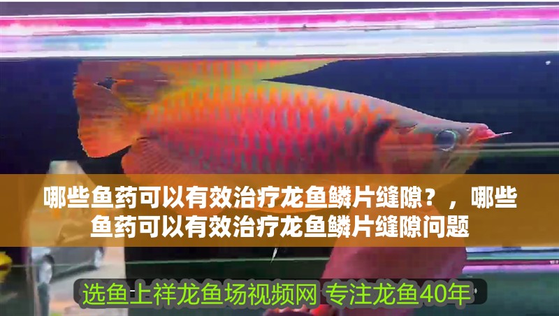 哪些魚藥可以有效治療龍魚鱗片縫隙？，哪些魚藥可以有效治療龍魚鱗片縫隙問題