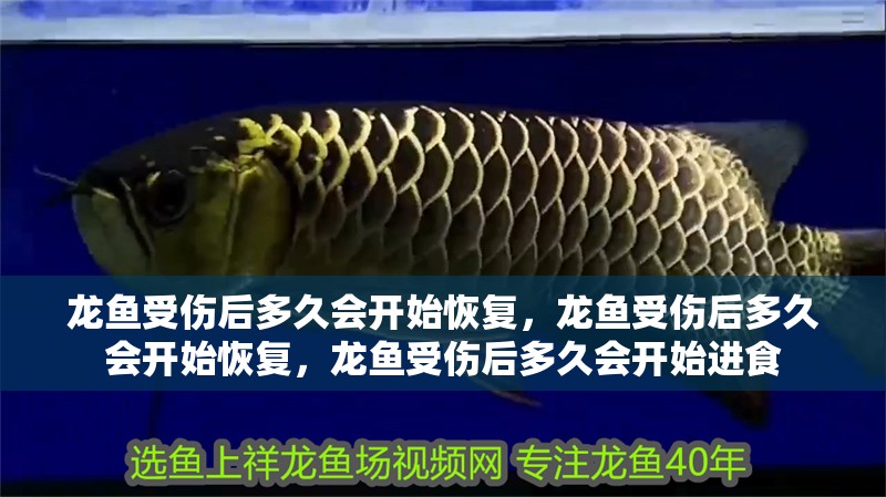 龍魚受傷后多久會開始恢復，龍魚受傷后多久會開始恢復，龍魚受傷后多久會開始進食