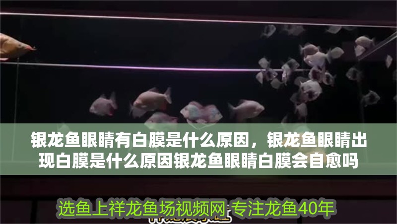 銀龍魚眼睛有白膜是什么原因，銀龍魚眼睛出現白膜是什么原因銀龍魚眼睛白膜會自愈嗎