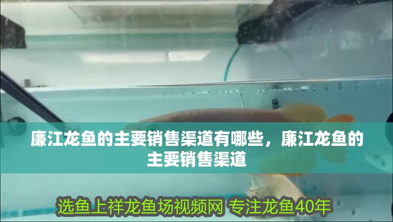 廉江龍魚的主要銷售渠道有哪些，廉江龍魚的主要銷售渠道