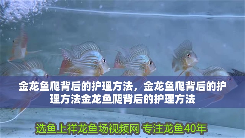 金龍魚爬背后的護理方法，金龍魚爬背后的護理方法金龍魚爬背后的護理方法