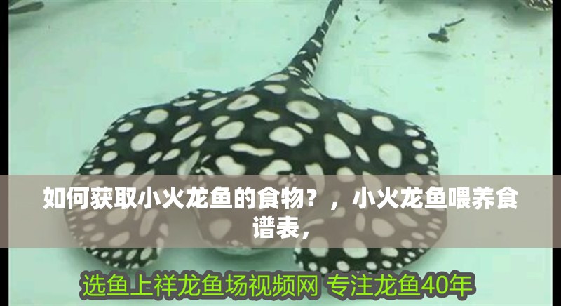 如何獲取小火龍魚的食物？，小火龍魚喂養食譜表，