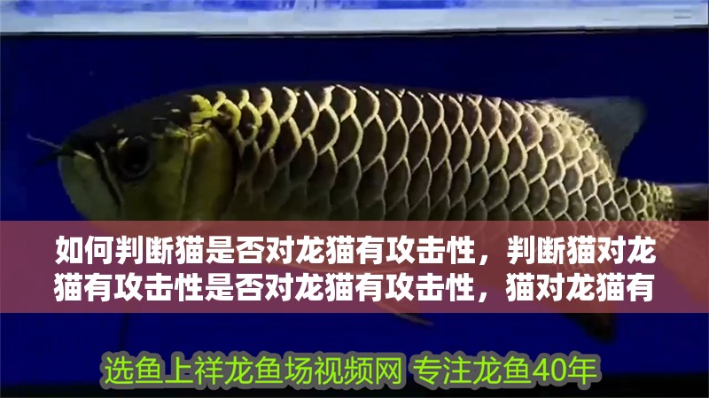如何判斷貓是否對龍貓有攻擊性，判斷貓對龍貓有攻擊性是否對龍貓有攻擊性，貓對龍貓有攻擊性