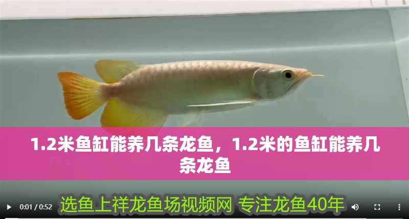 1.2米魚缸能養(yǎng)幾條龍魚，1.2米的魚缸能養(yǎng)幾條龍魚