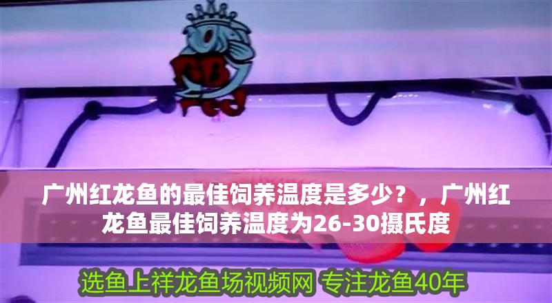 廣州紅龍魚(yú)的最佳飼養(yǎng)溫度是多少？，廣州紅龍魚(yú)最佳飼養(yǎng)溫度為26-30攝氏度
