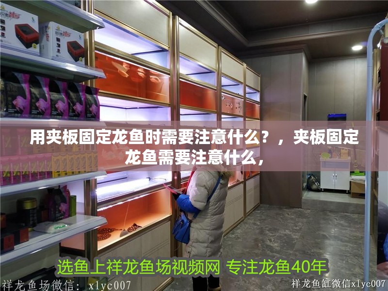 用夾板固定龍魚時需要注意什么？，夾板固定龍魚需要注意什么，