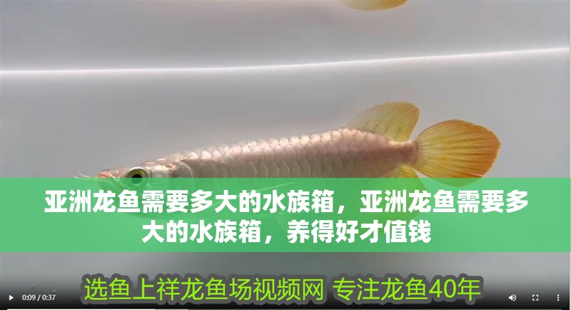 亞洲龍魚需要多大的水族箱，亞洲龍魚需要多大的水族箱，養得好才值錢
