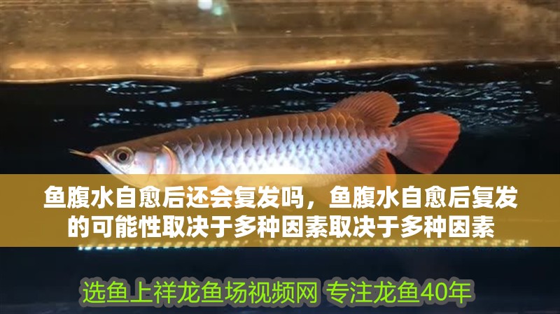 魚腹水自愈后還會復發嗎，魚腹水自愈后復發的可能性取決于多種因素取決于多種因素