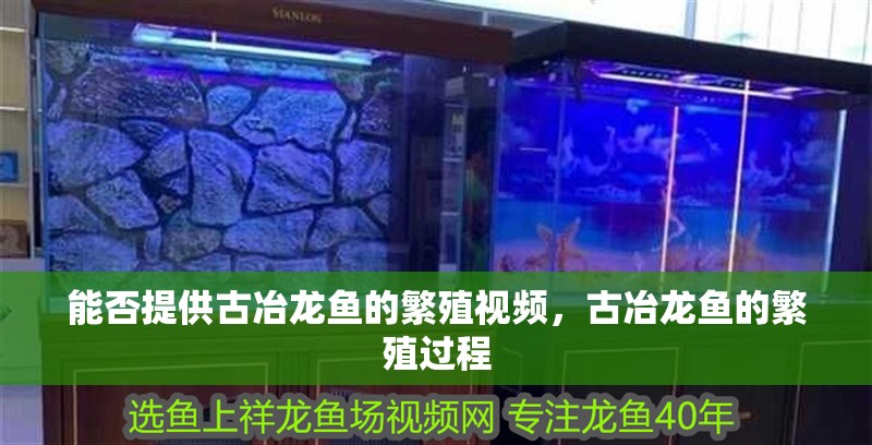 能否提供古冶龍魚的繁殖視頻，古冶龍魚的繁殖過程