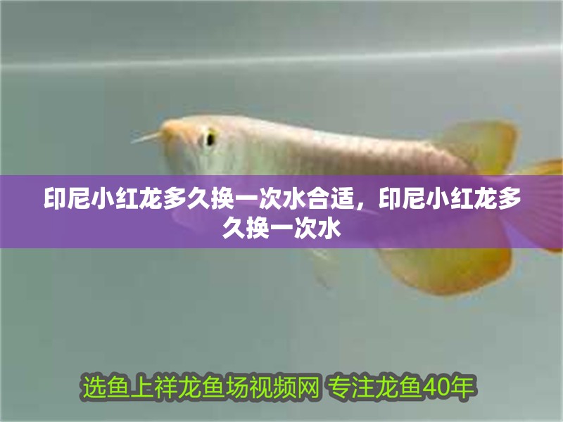 印尼小紅龍多久換一次水合適，印尼小紅龍多久換一次水