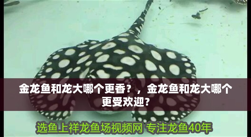 金龍魚和龍大哪個更香？，金龍魚和龍大哪個更受歡迎？