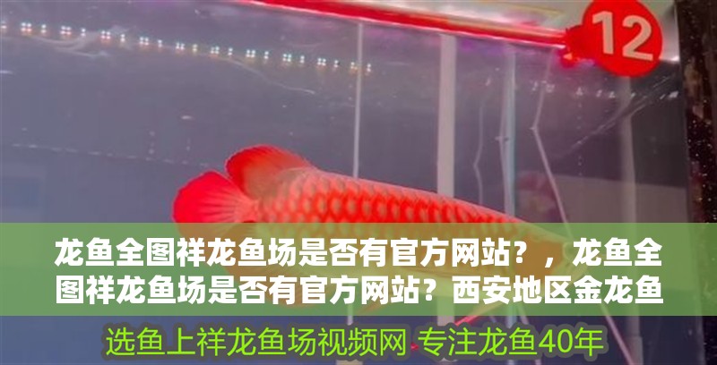 龍魚全圖祥龍魚場是否有官方網站？，龍魚全圖祥龍魚場是否有官方網站？西安地區金龍魚批發有哪些代理