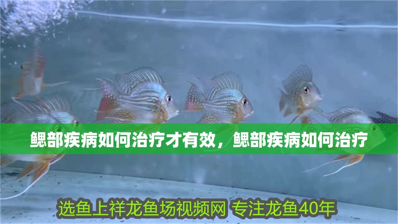 鰓部疾病如何治療才有效，鰓部疾病如何治療