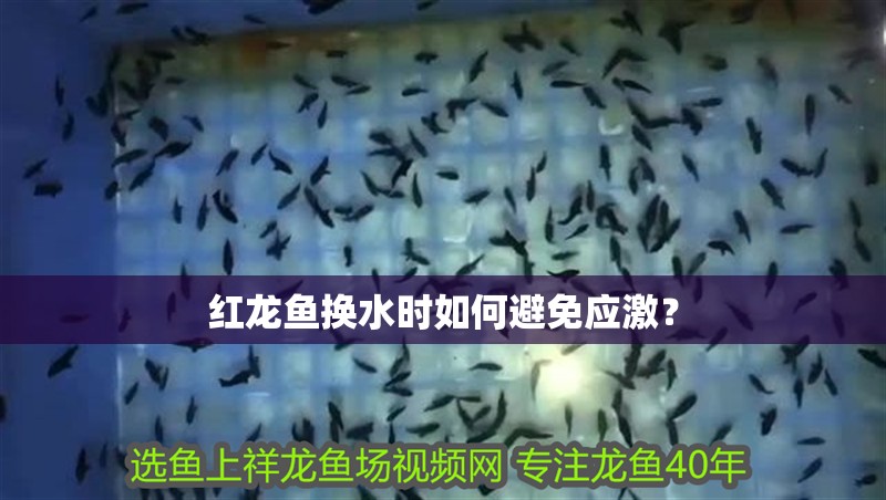 紅龍魚換水時如何避免應激？